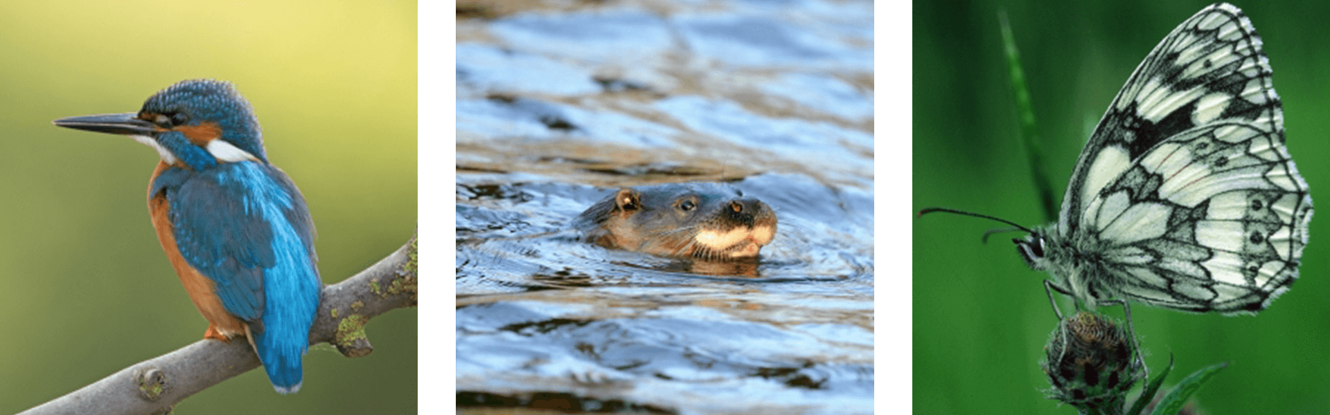 Wildlife+watching+in+the+Yorkshore+Wolds